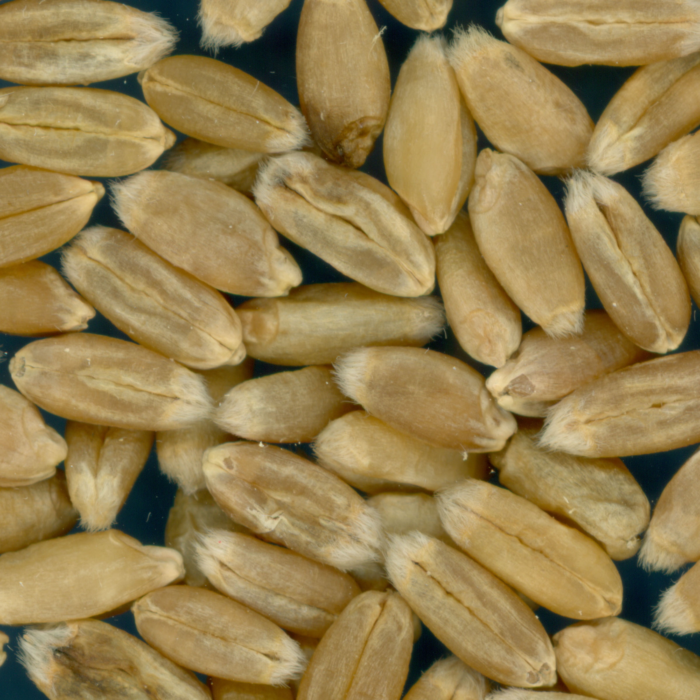 Click for 2 image(s) for this accession. KERNELS